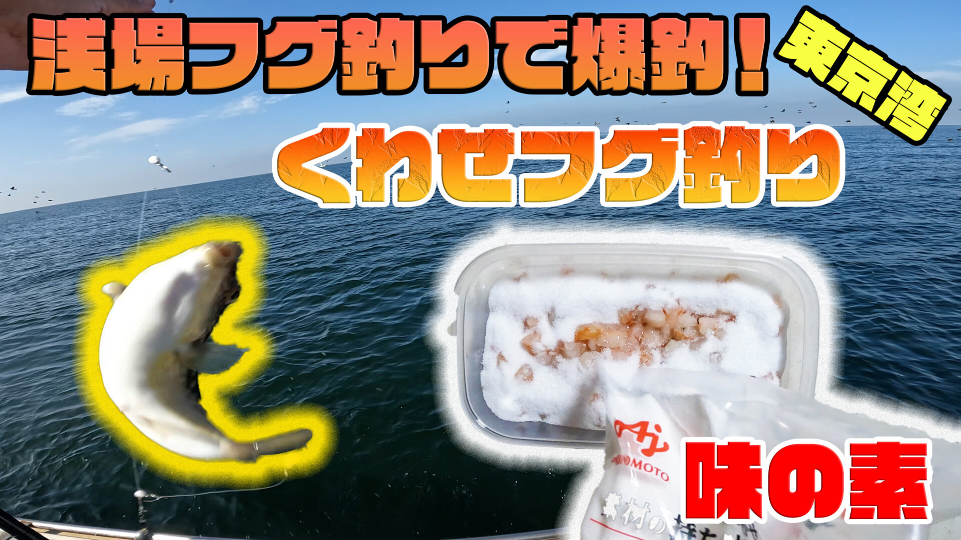味の素エサで44匹!浅場のフグ釣りで自作仕掛けが大活躍